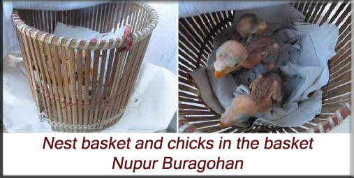 Nest basket and chicks in the basket