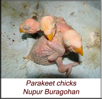 Parakeet chicks