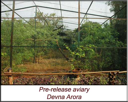 Devna Arora - Pre-release aviary