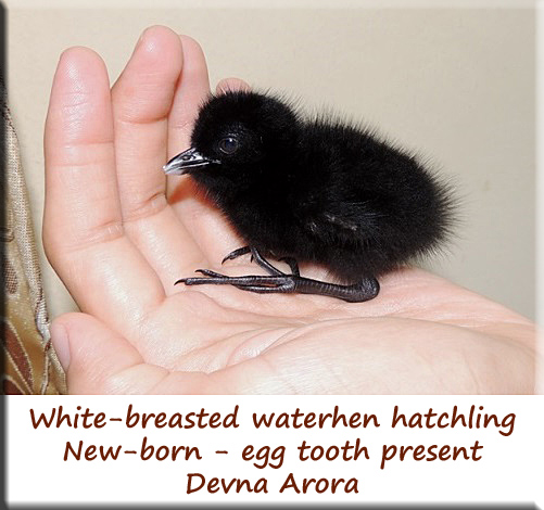 Devna Arora - White-breasted waterhen hatchling