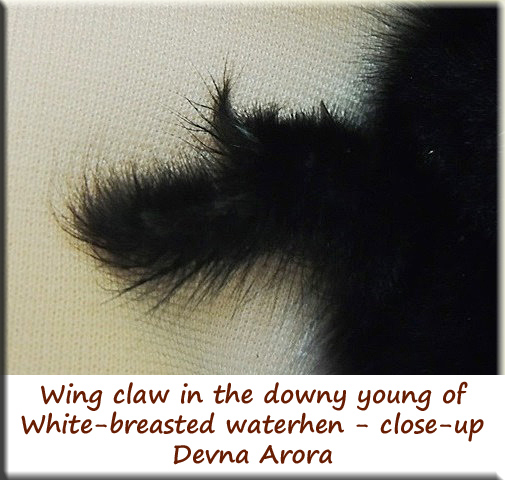 Devna Arora - Wing Claws in White-breasted waterhen young
